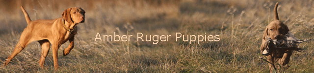 Amber Ruger Puppies