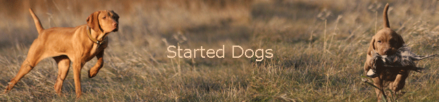 Started Dogs