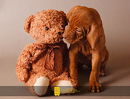 mira vizslas puppy with teddy bear.